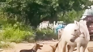 Vidéo drôle d'animaux