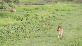 Lioness Protects a Baby Antelope