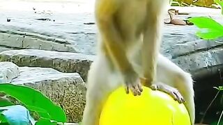 Funny monkey video