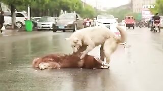 A dog mourns a dog that was hit to death by a car.