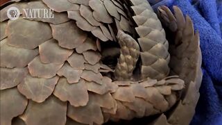 Abused Baby Pangolin.