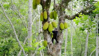 Macaque and Squirrel.