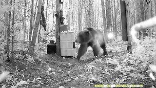 Video about how a bear met a mirror in the forest.