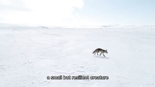 The Arctic Fox.