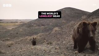 loneliest bear.