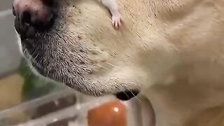 Kozue: Funny Animals 1 #Viral #febspot