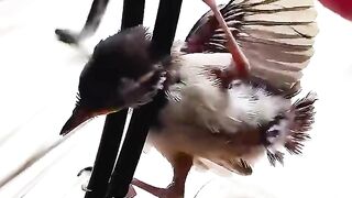 File name This woman rescued a baby bird giving it a loving