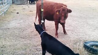 Shocked by electric fence