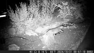 Common badger digging while laying on its side- 31/10/2024