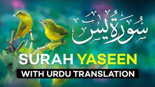 | Surah Yaseen with Urdu Translation | Beautiful Quran Tilawat |