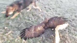 An owl is attacked by a hawk.