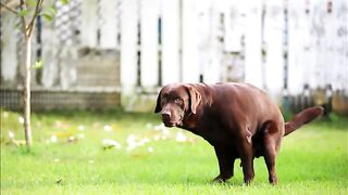 Mudcat Mikey's Poopin' Pups