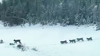 Mother lynx carries 5 kittens across the road