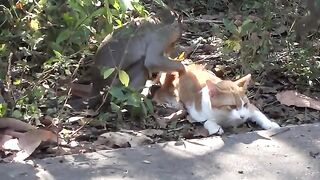 Cat and her monkey friends