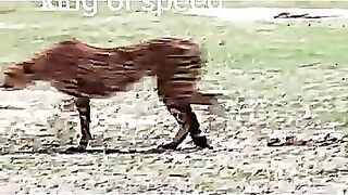 cheetah_vs_leopard_#trending_#animals_#wildlife_#cheetah_#leopard_#youtubeshorts_#shorts #viralvideos