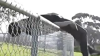 How_animals_get_over_a_fence.#shorts#viralvideos #funny videos #fyp ##fypdongggggggg ##foryourpage