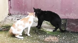 Pelea de gatos 2024