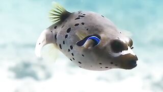 Flying Fish: Blackspotted pufferfish #Viral