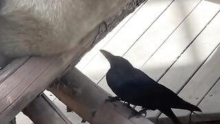 Naughty Crow is disturbing Panda #viral