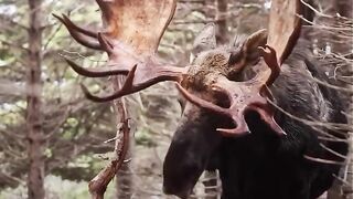 Majestic Giants: The Untamed Power of Bull Moose in the Wild! #viral