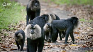 Macaque Cons Squirrel Into a Free Meal_.