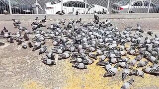 Piegon in Makkah