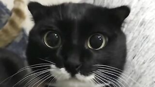 Funny cat video singing APT apt song