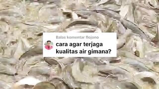 CARA MENJAGA KUALITAS AIR KOLAM LELE