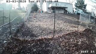 German Shepherds Chase Fox Away From Chicken Coop