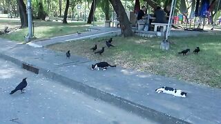 How insolently the crows outwitted the cat