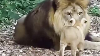 That’s definitely his lion daughter