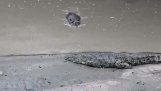 Nile Crocodile trying to scare a Hippo