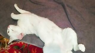 Look at the cute white cat sleeping