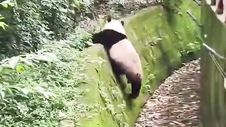 Ball panda