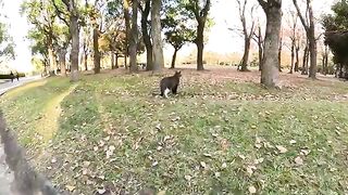 A yellow-white cat happily patrols the park square.