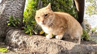 A one-eared brown tabby cat curled up in front of a human and asked for a dianthus.