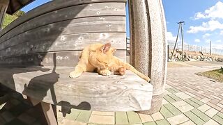 A ferocious brown tabby cat bites a human's hand and won't let go!