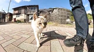 A Siamese cat who lies down in front of humans and gets pampered.