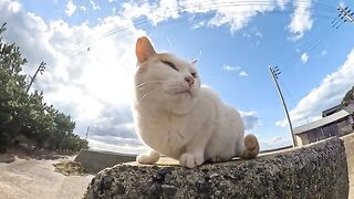 Wild and strong cats fight in the stormy sea