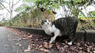 A long-tailed cat is lying on its stomach, looking up at the sky, and it is being massaged.