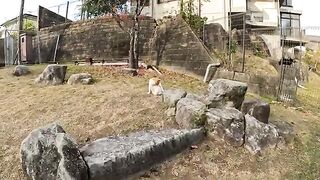 A fat cat gets a massage from a man on a bed of leaves and shows his penis.