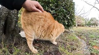 A one-eared cat lies down and curls up in front of a person.