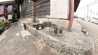 Cats wake up after sleep and play happily in the park