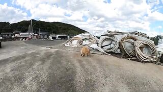 Many cats gather in the fishing port and run around.