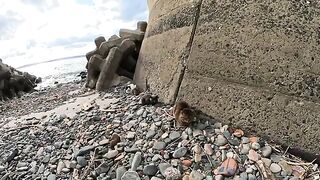 When I went to the beach, I was surrounded by many cute cats.