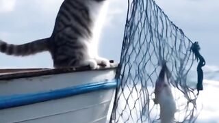 A story of a cute cat with ship