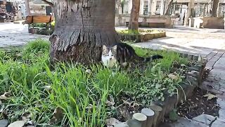 Cute street cat with charming green beautiful eyes.