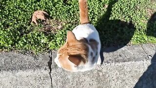 Poor homeless cats are so hungry they hug my feet and ask for food.