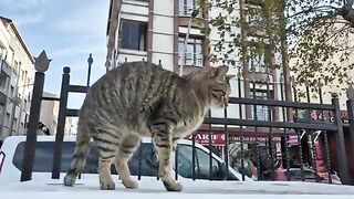 Poor tabby stray cat can't stand hunger.