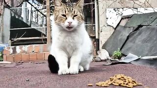 Homeless cats are very hungry, but they don't approach me because they are afraid.